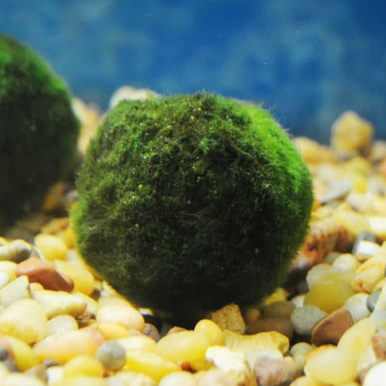 Moss Ball - Wetplants product image