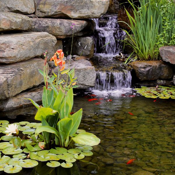 Image of Mystery Tropical Pond Plants Pack