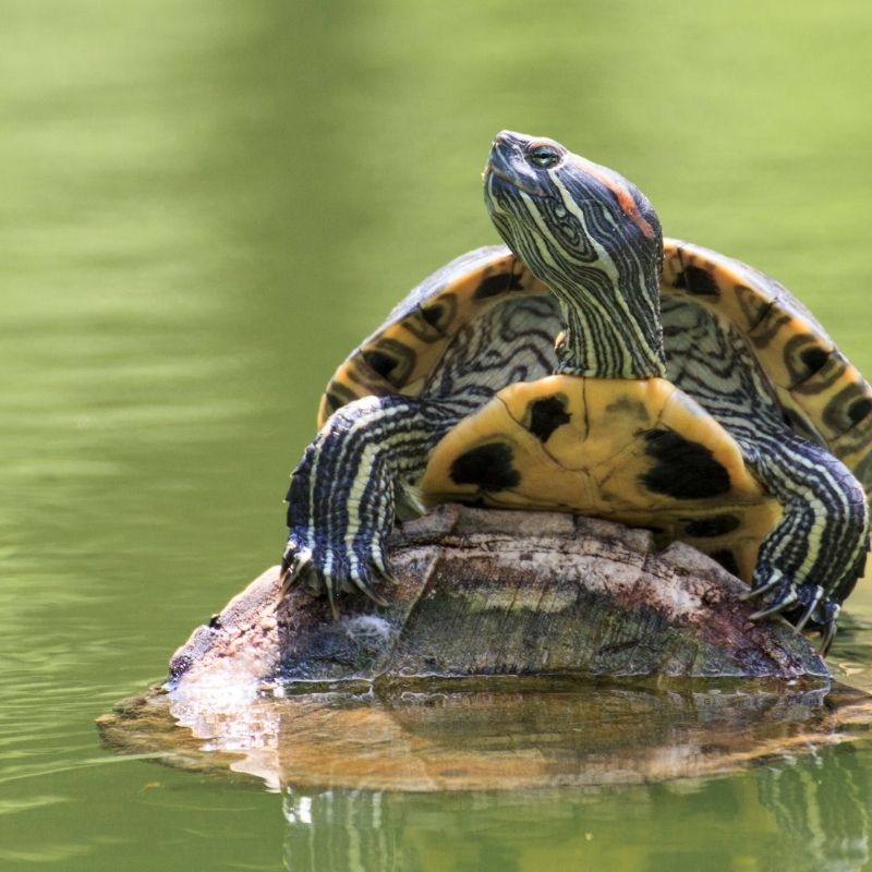 Image of Turtle Safe Aquatic Plant Packs