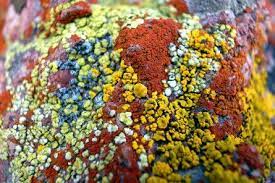 lichen colorful