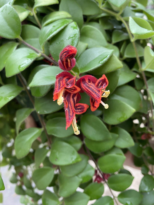 Aeschynanthus Lipstick Tricolor from 2" Plant — The Plant Farm®