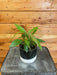 The Plant Farm Houseplants Ardisia Humilis Jet Berry, 4" Plant