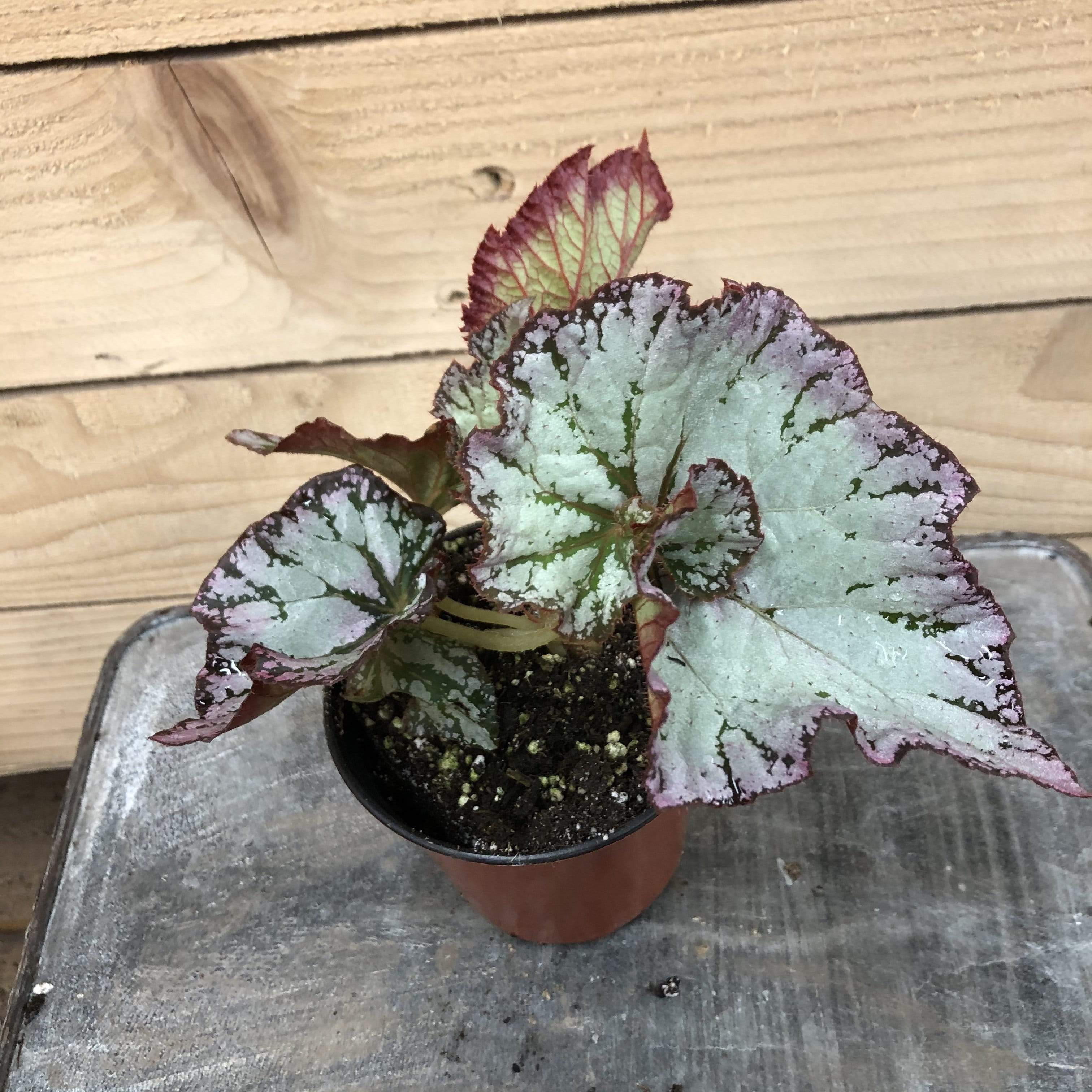 Begonia Rex Lilac, 4