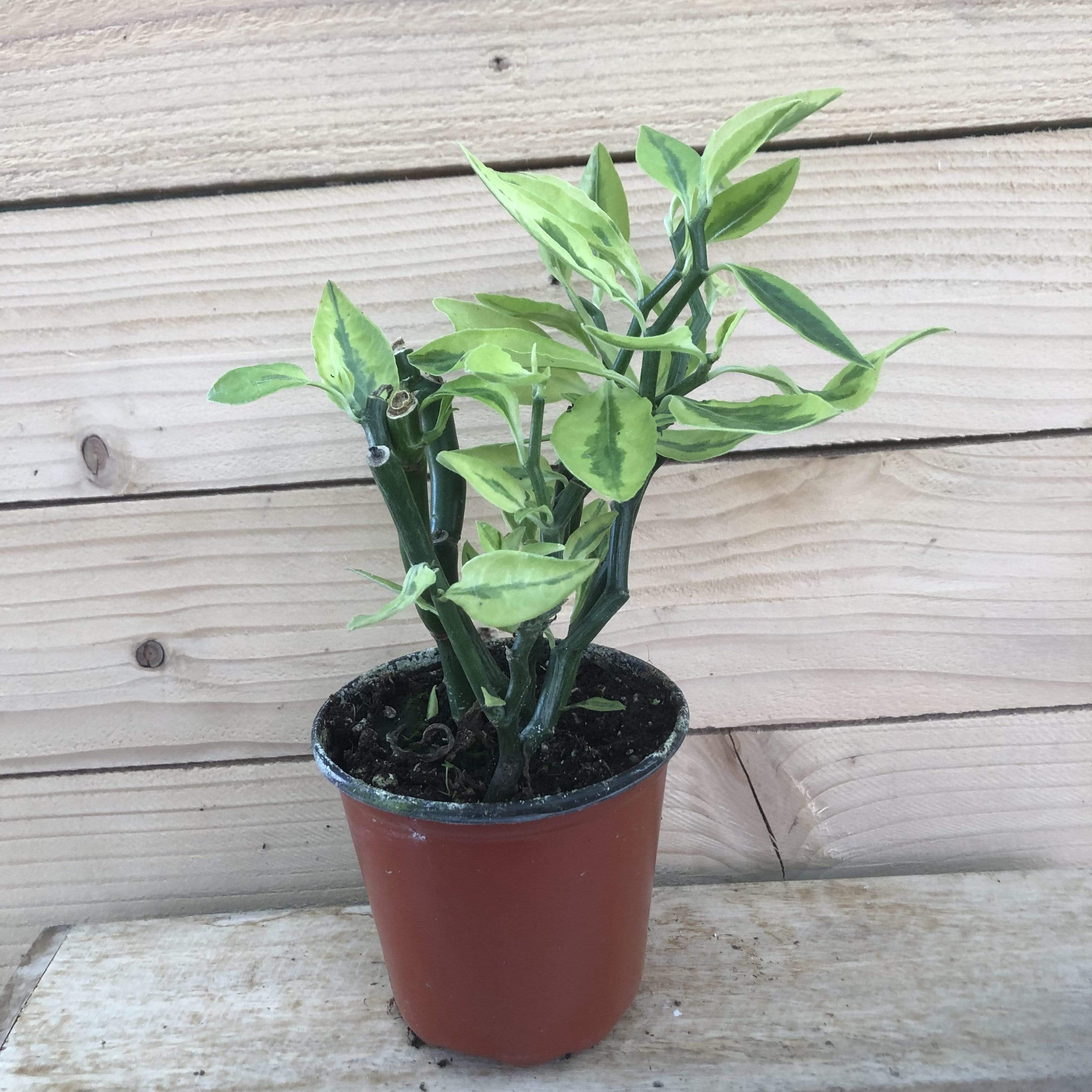 pedilanthus tithymaloides zigzag plant