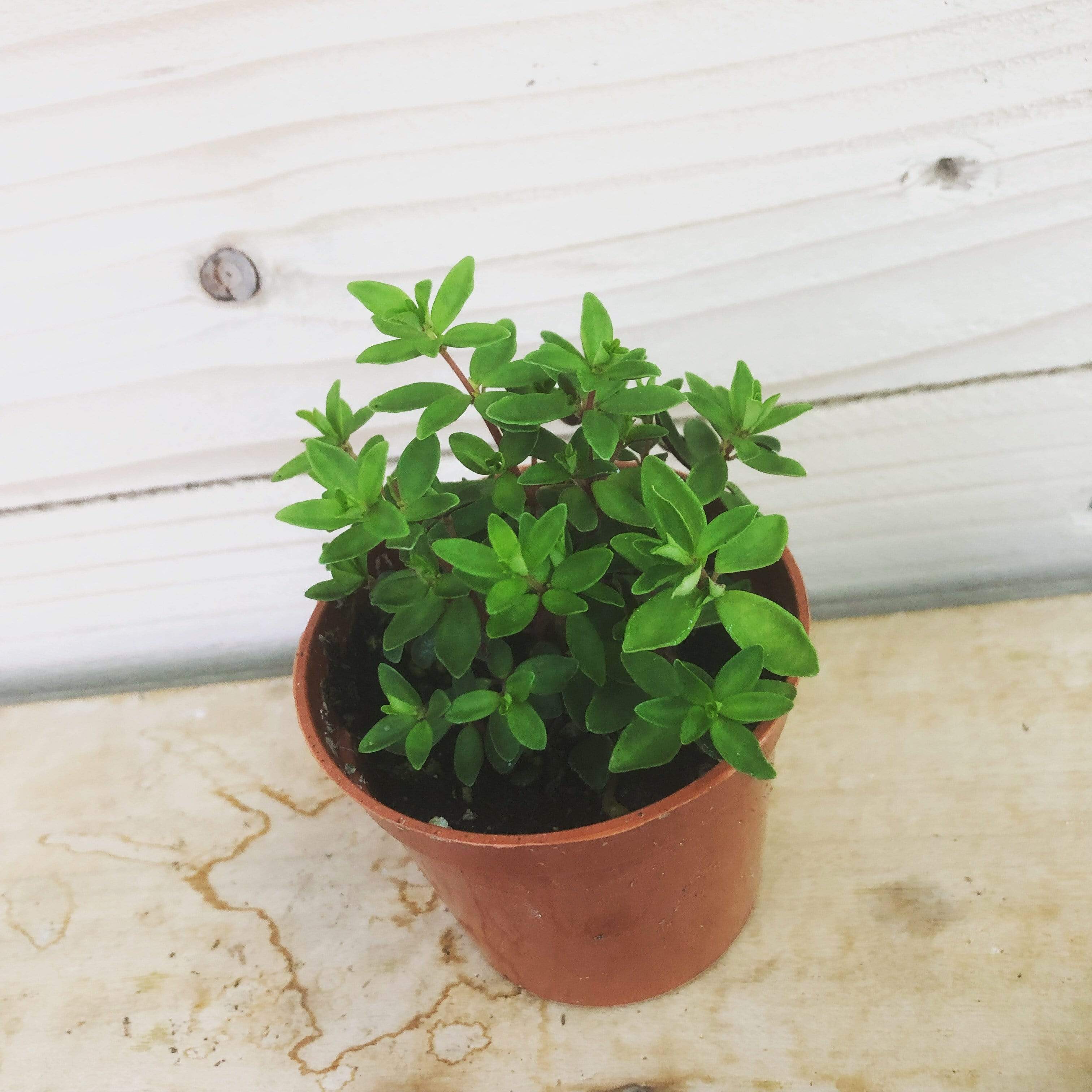 Peperomia Rubella, 2" Plant Plant Farm®