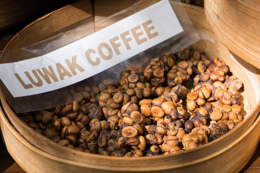 Kopi Luwak 100% – Daily Bean Coffee