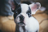 boston terrier
