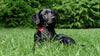 black lab