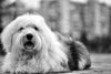 sheepdog