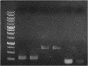 X-AMP DNA Reagent