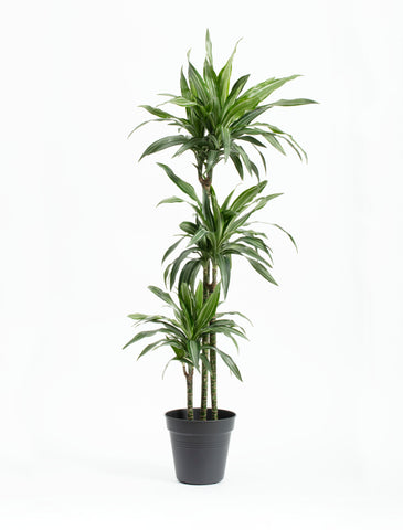 Dracaena Flur