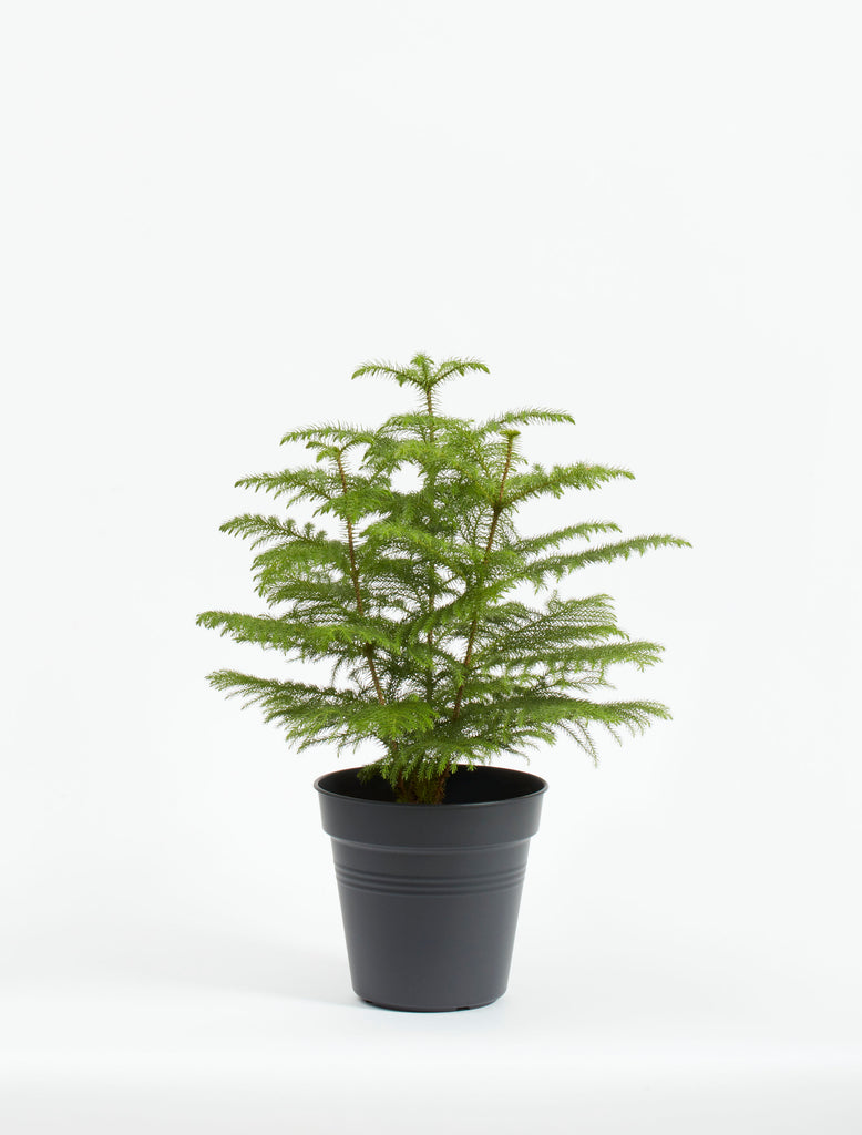 Norfolk Island Pine – Flùr