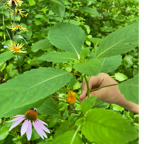 Jewelweed Salve and Jewelweed Topical Mist