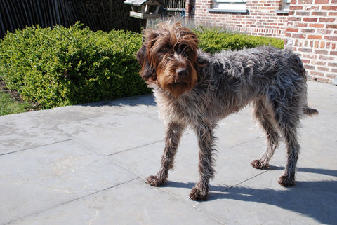 Woolly head and rough coat