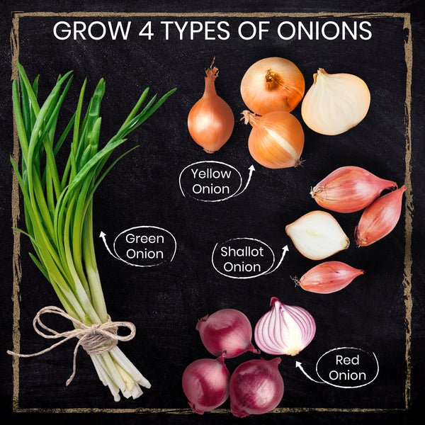 Onion Growing Kit 4 Types of Onions to Grow from Seed Nature's Blossom