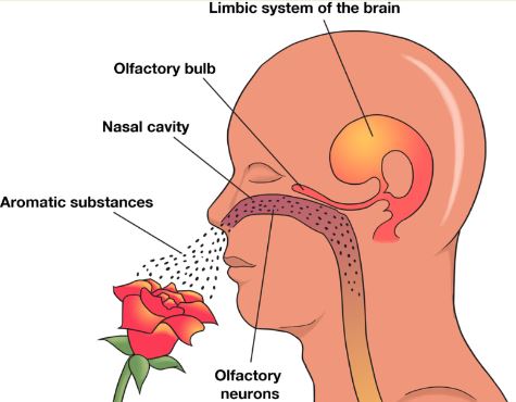 An illustration of a person smelling a rose showcasing how scent triggers nueurons