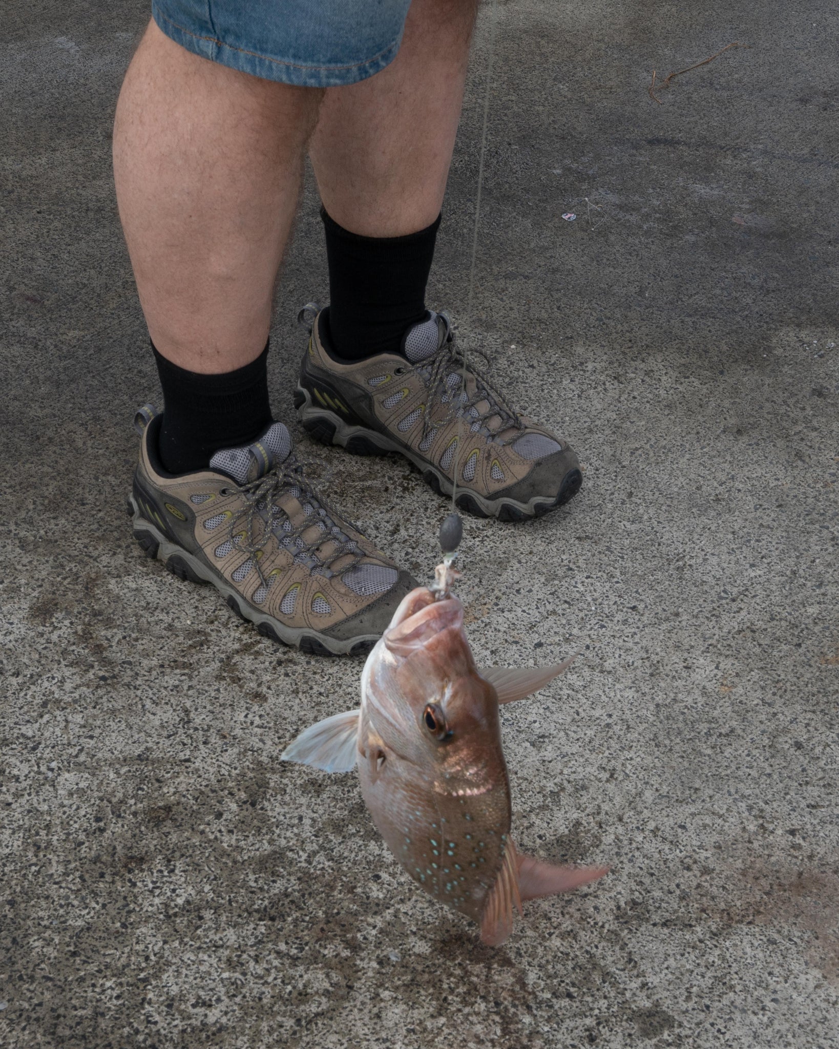 pukenui wharf snapper fish new zealand