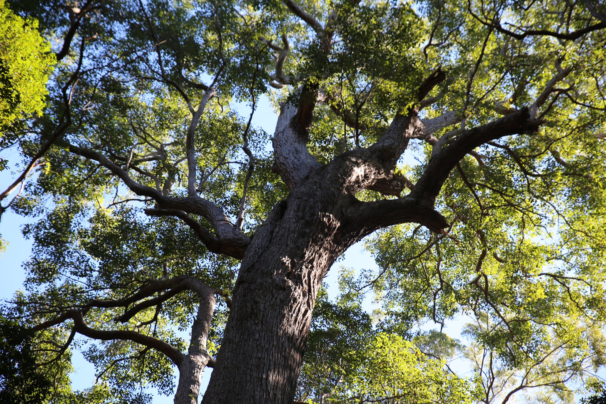 Fraser Island Australia big tree