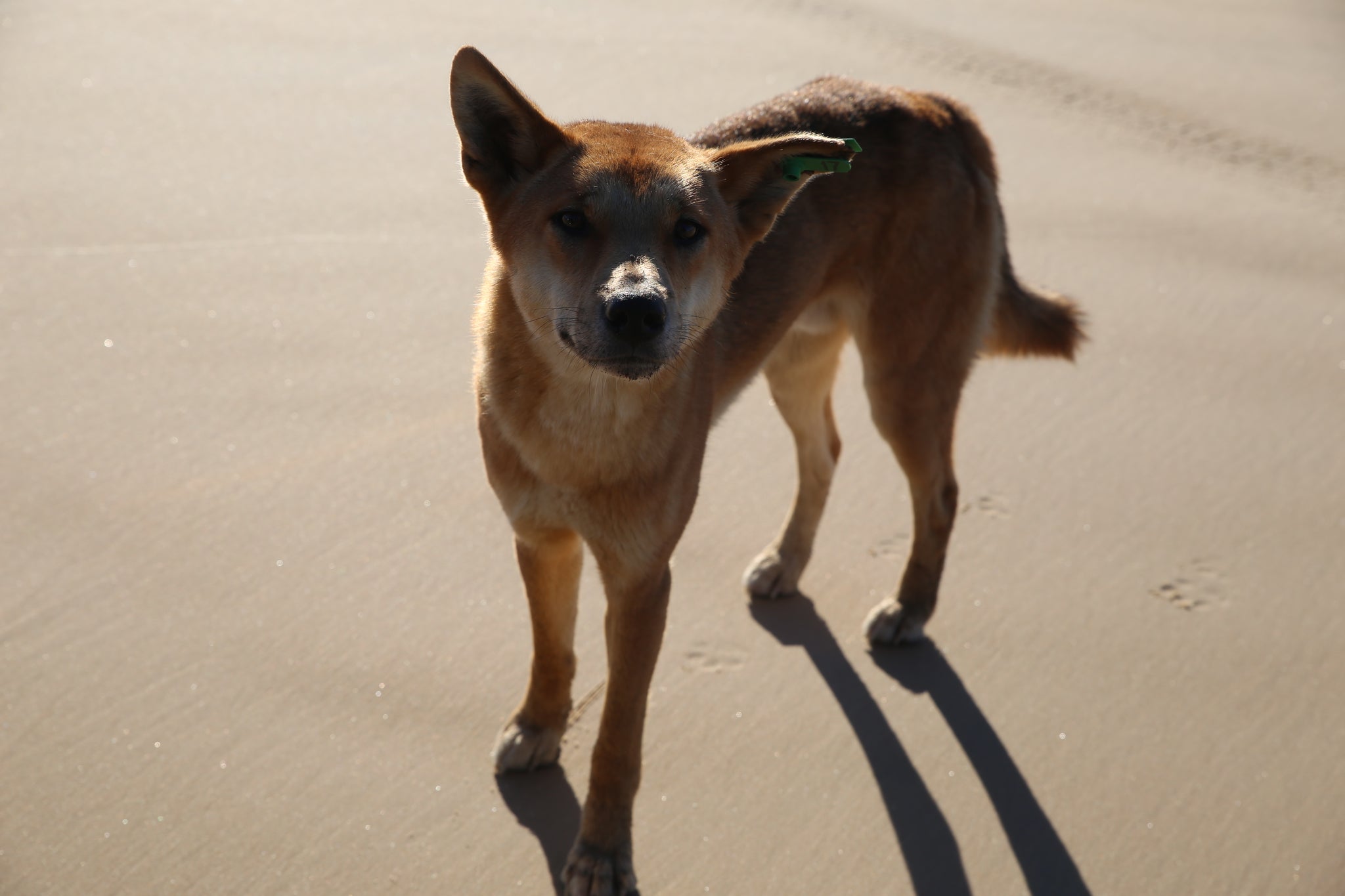 Fraser Island Dingo dog