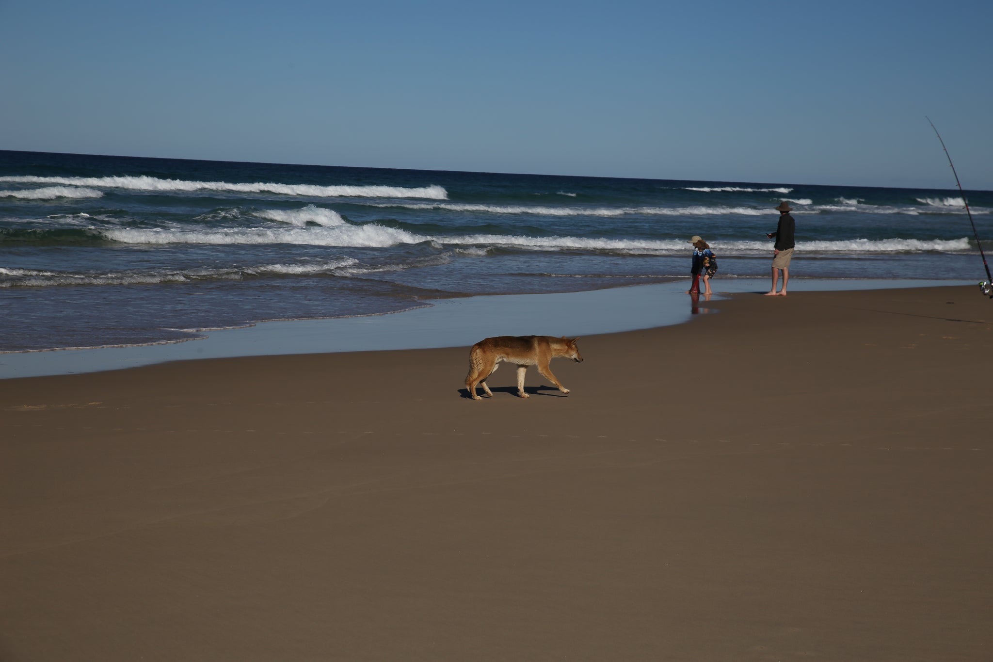 Fraser Island, Orchid Beach Dingo Dog
