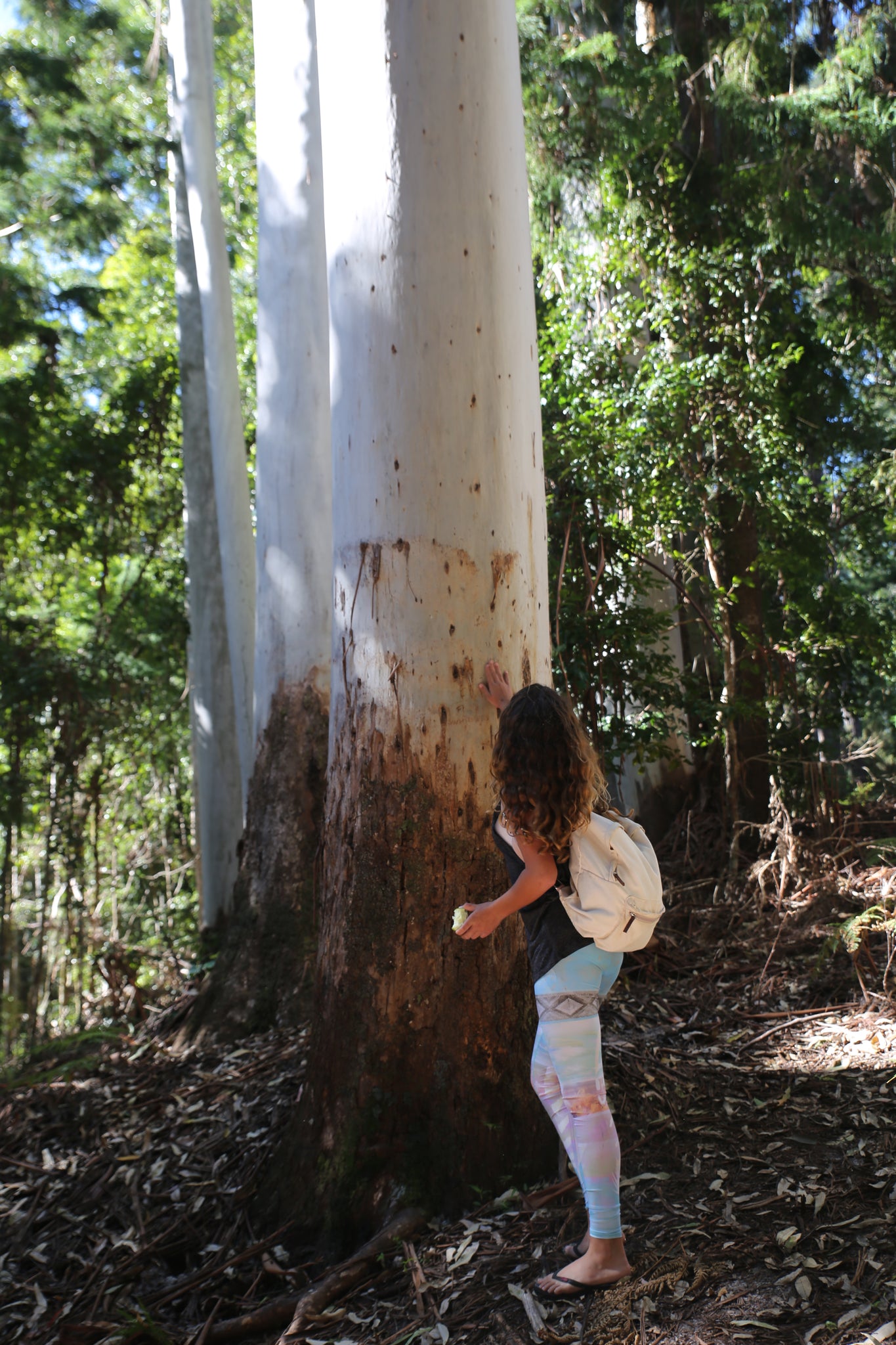 Fraser Island big tree