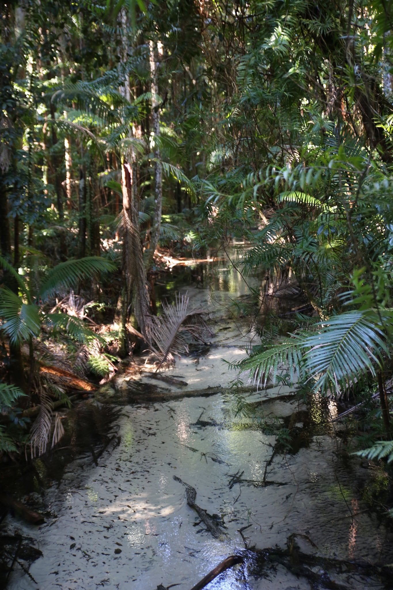 wanggoolba creek, Fraser island