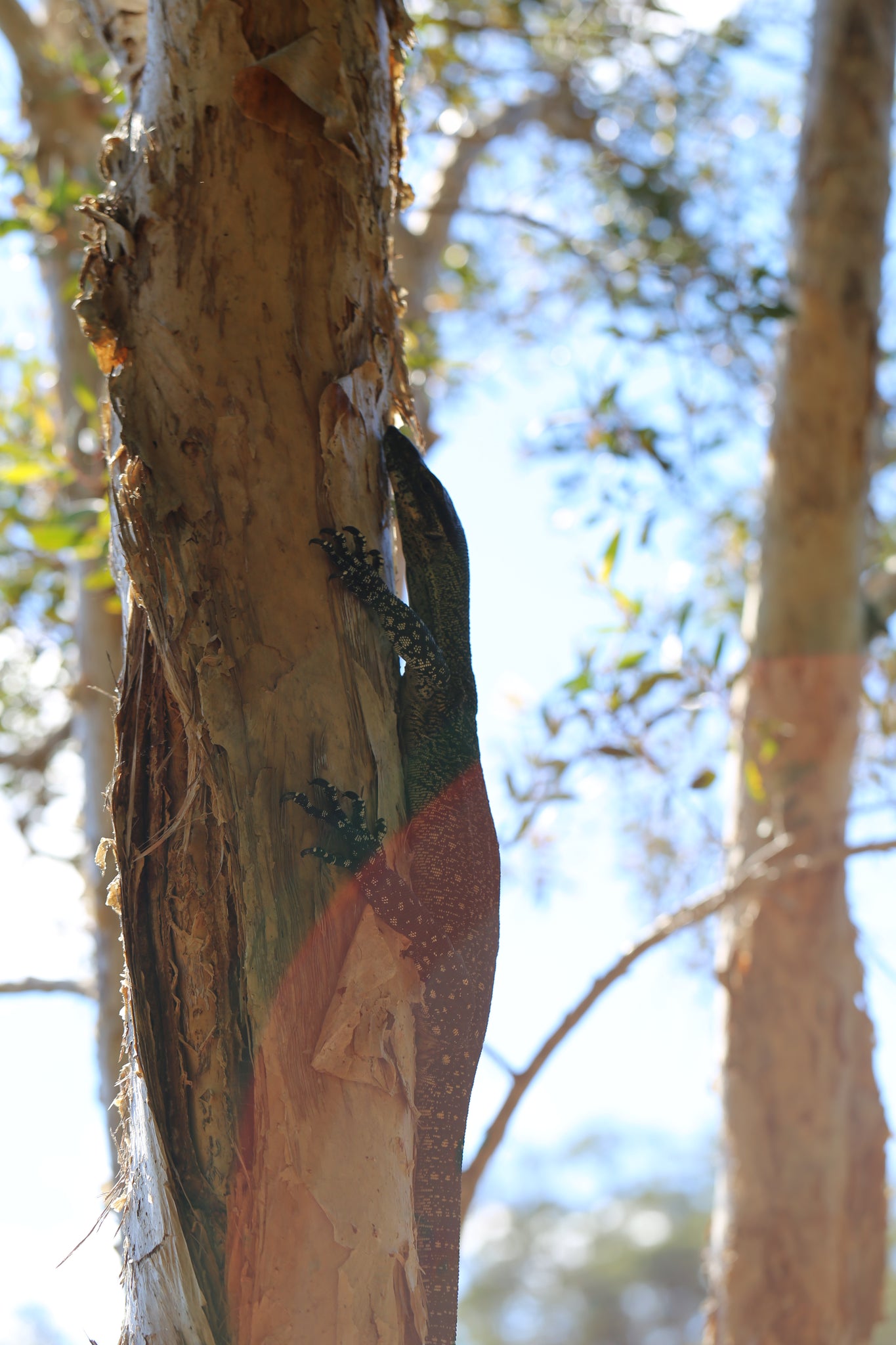 Fraser Island goanna