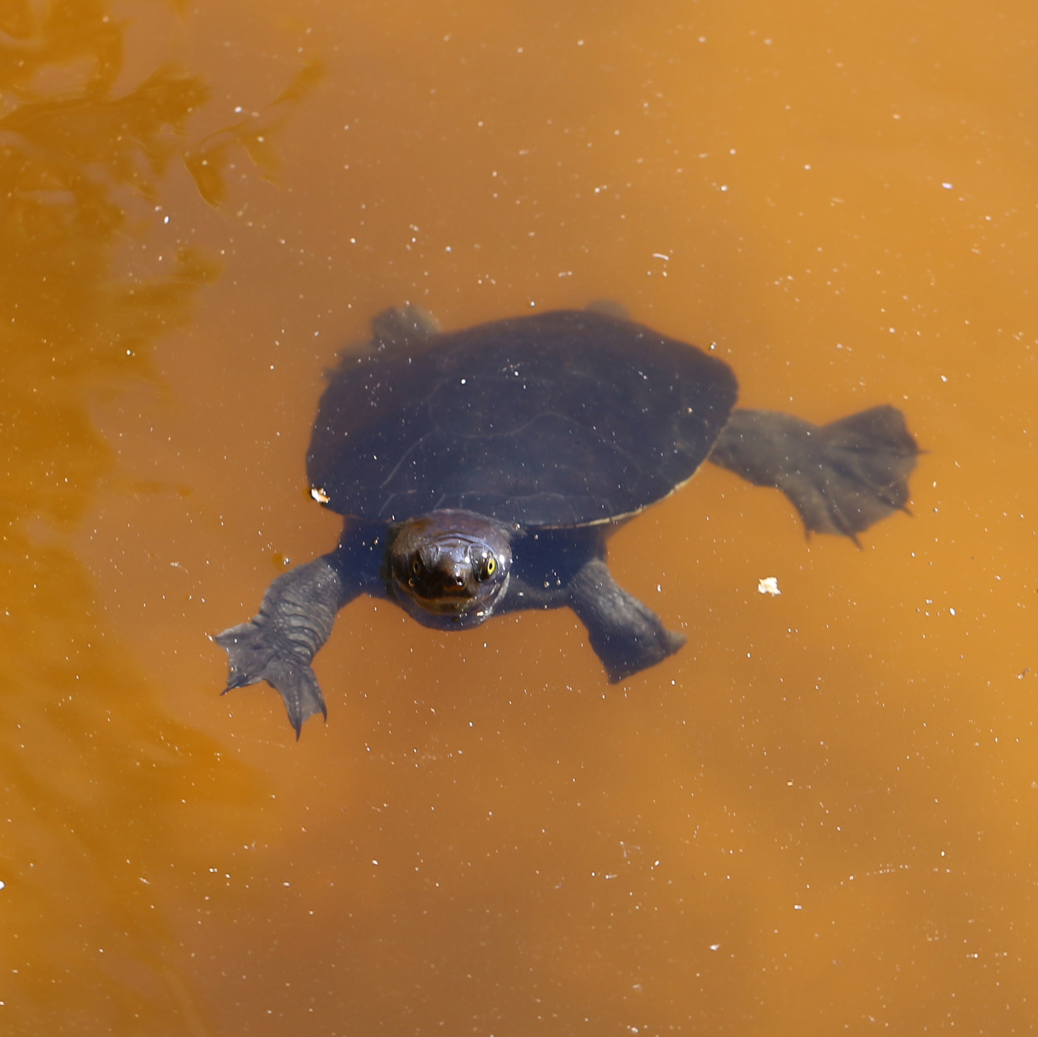 Lake Allom turtle