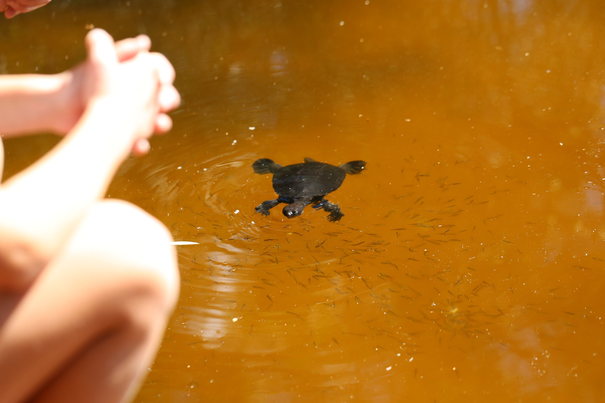Lake Allom, Fraser island, Turtle
