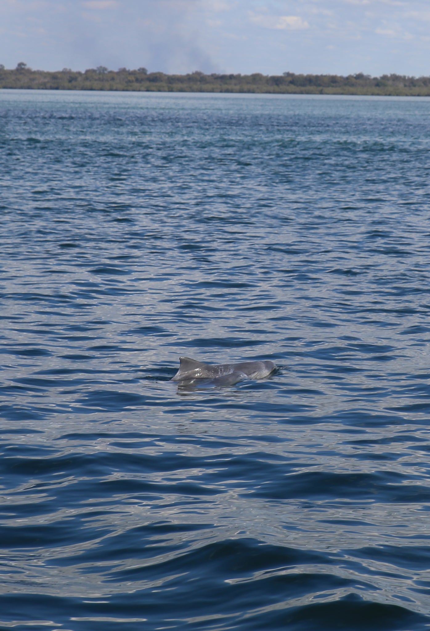 Fraser Island dolphins