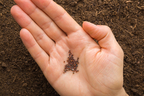 broccoli seeds in palm of a hand and background surrounded by broccoli seeds