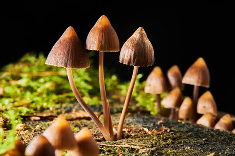 mushrooms growing outside on wood