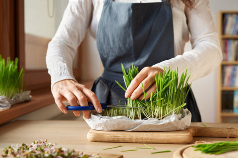 woman cutting wheatgrass from tray