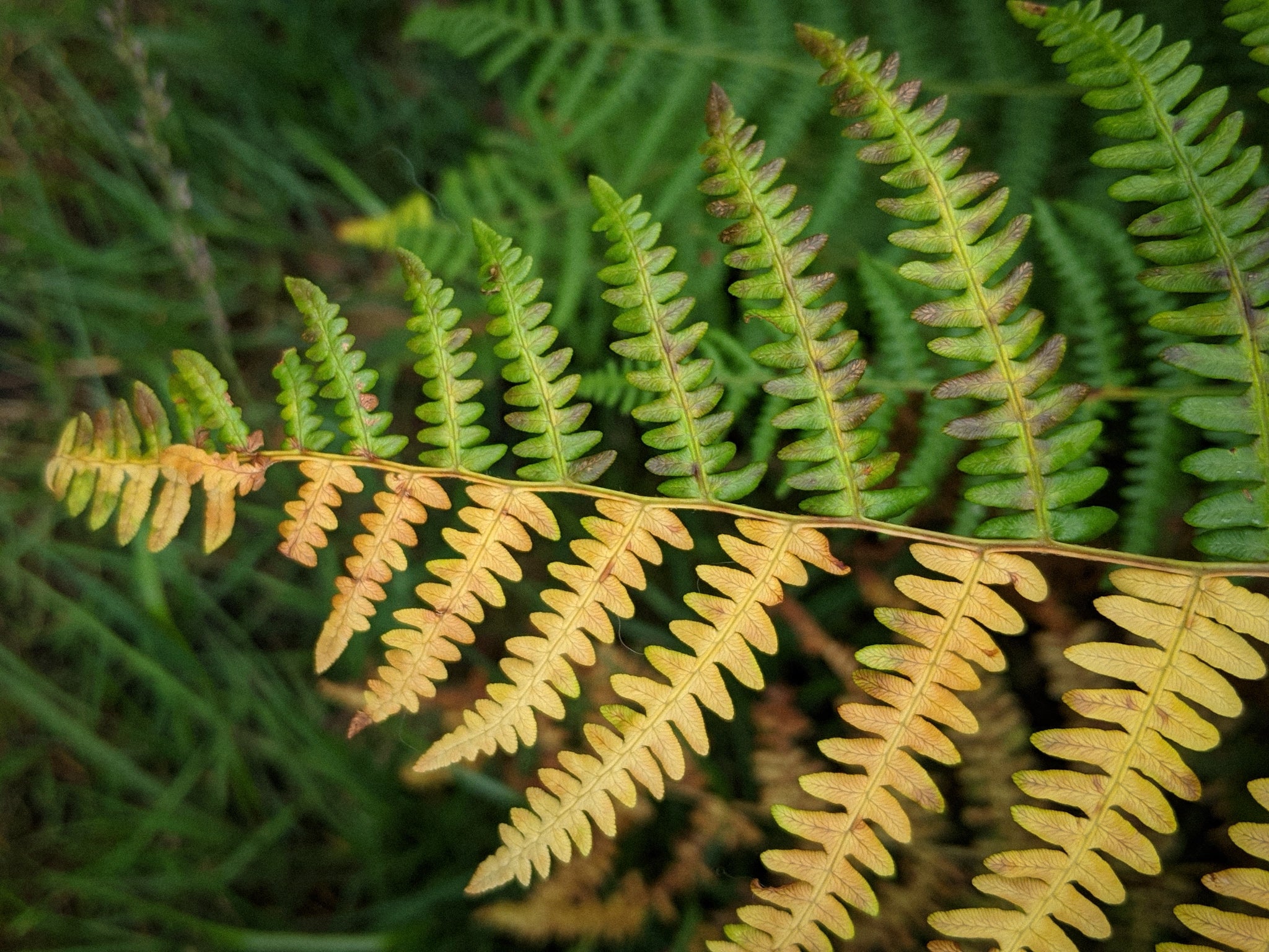 half brown fern