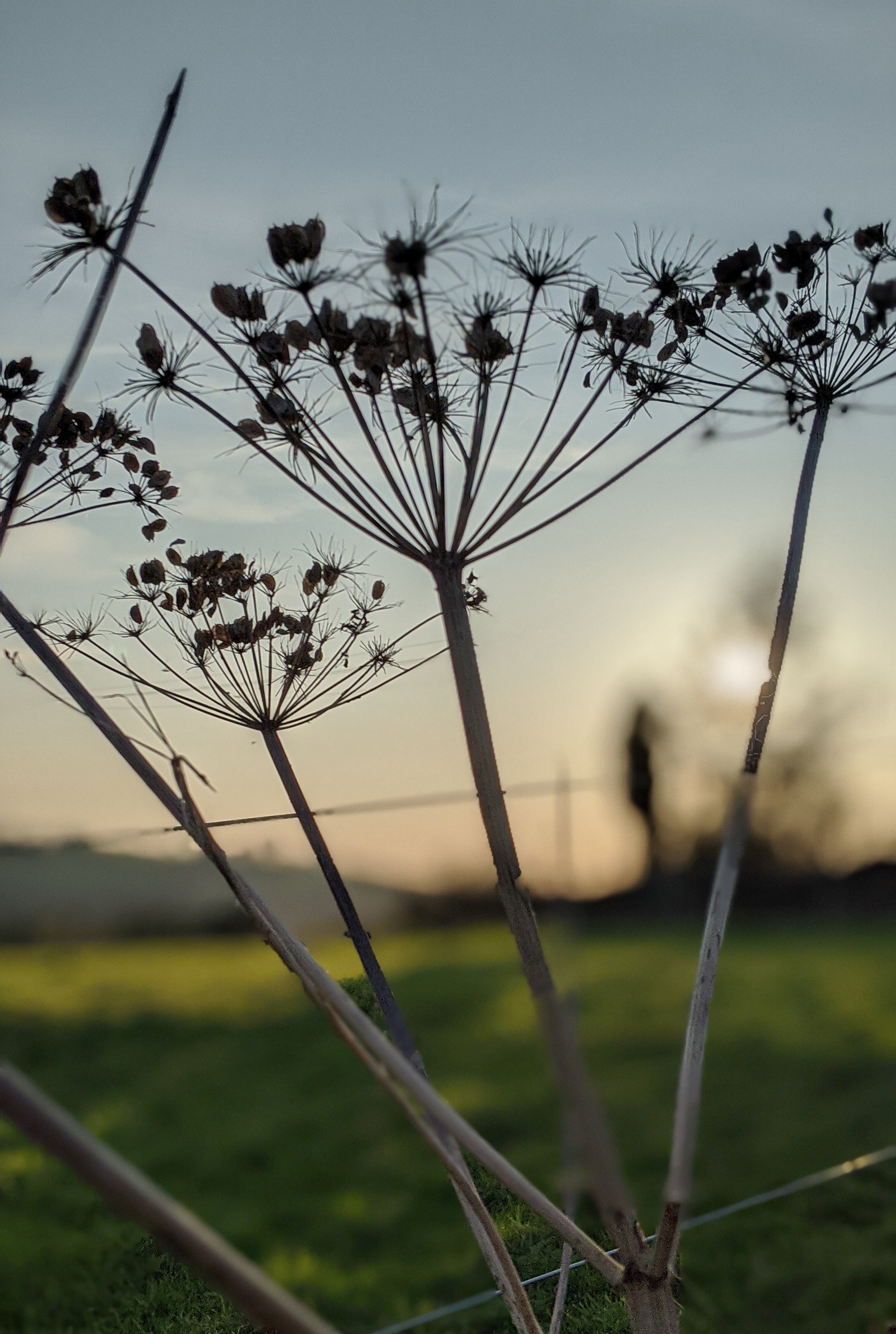 hogweed seed head at sunset