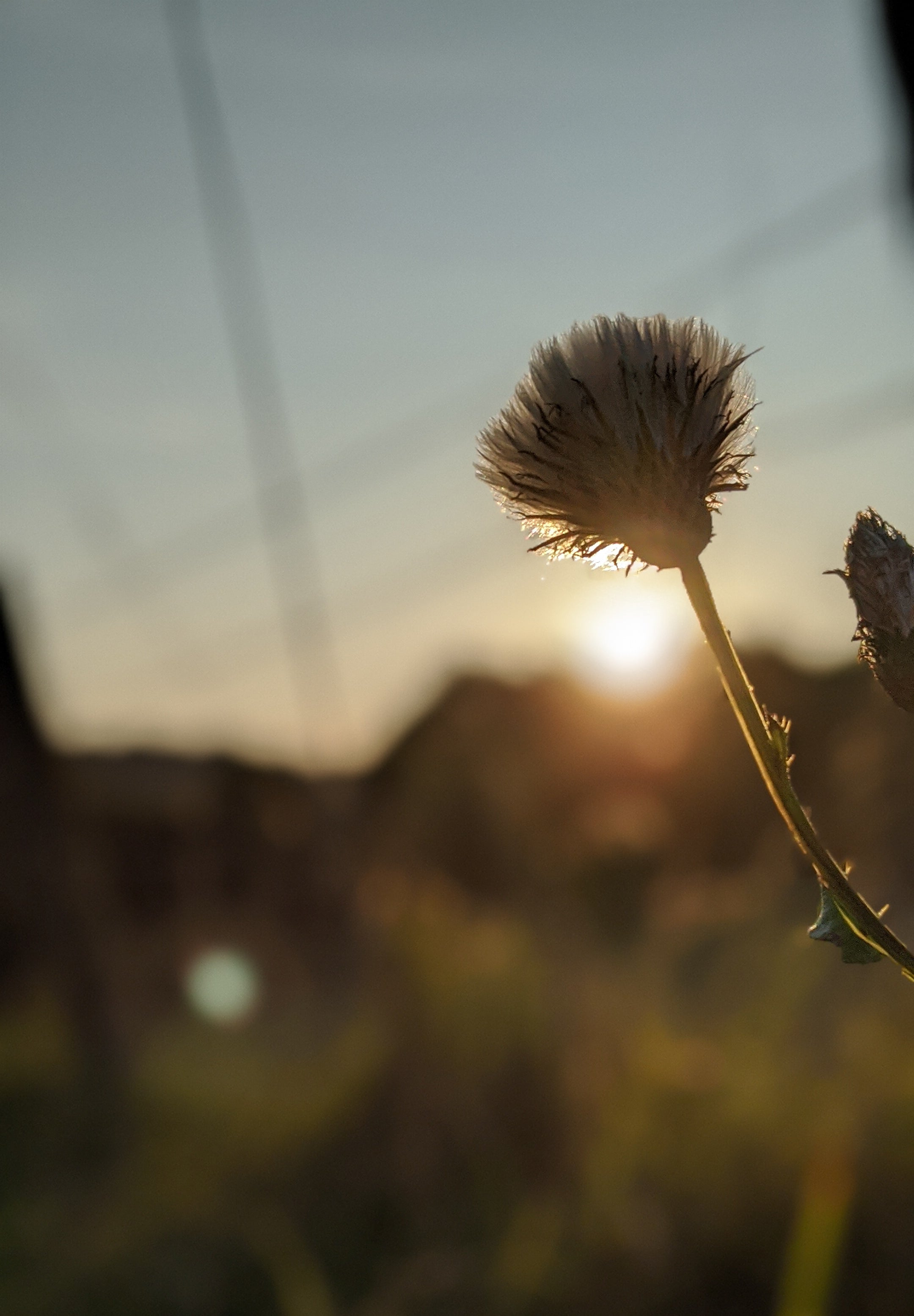 thistle down at sunset