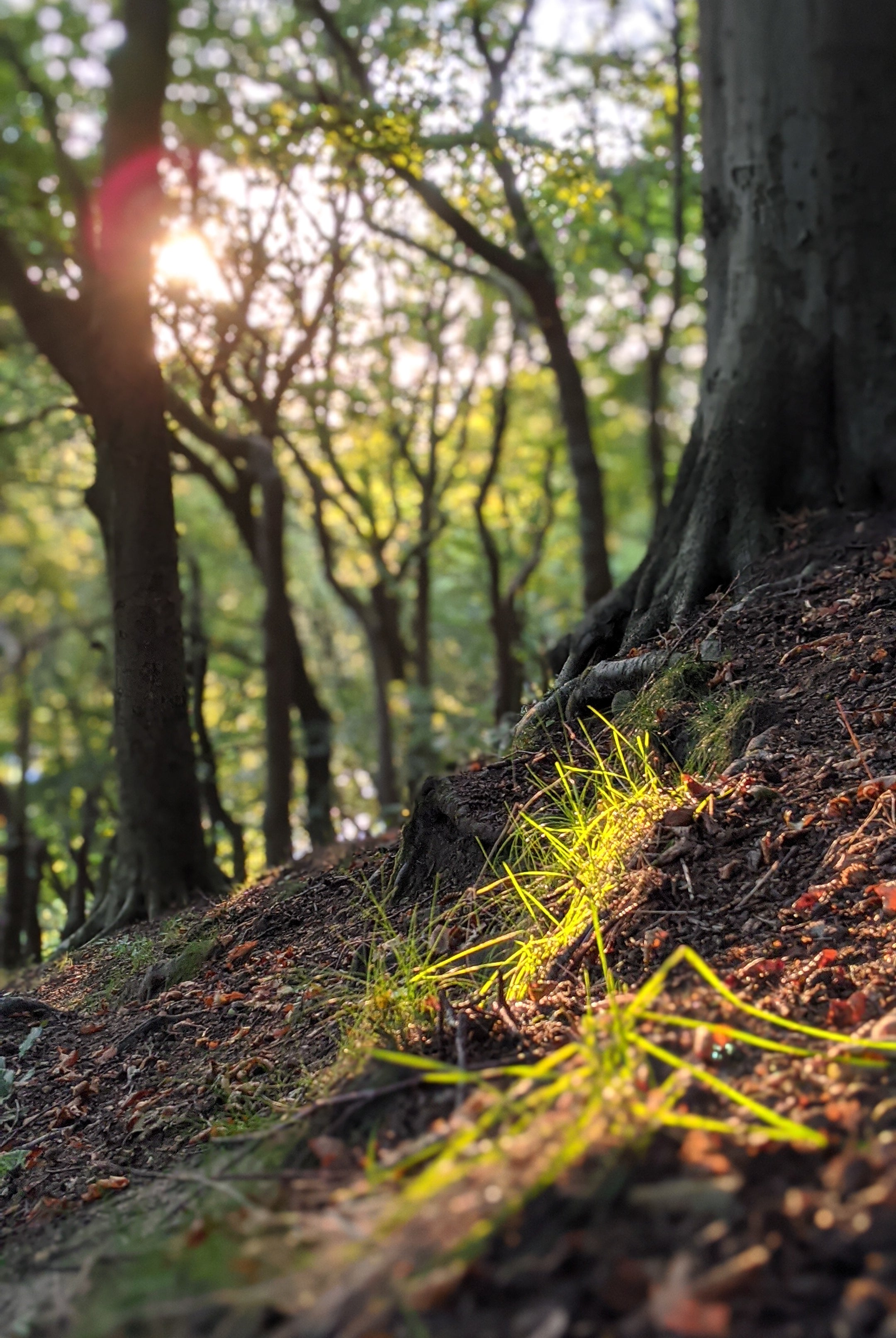 beech woods in the golden hour