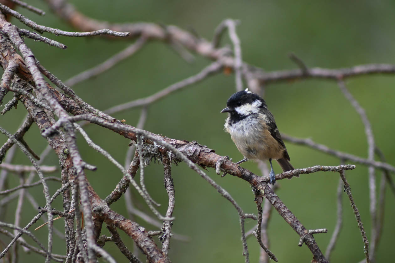 coal tit on some branches