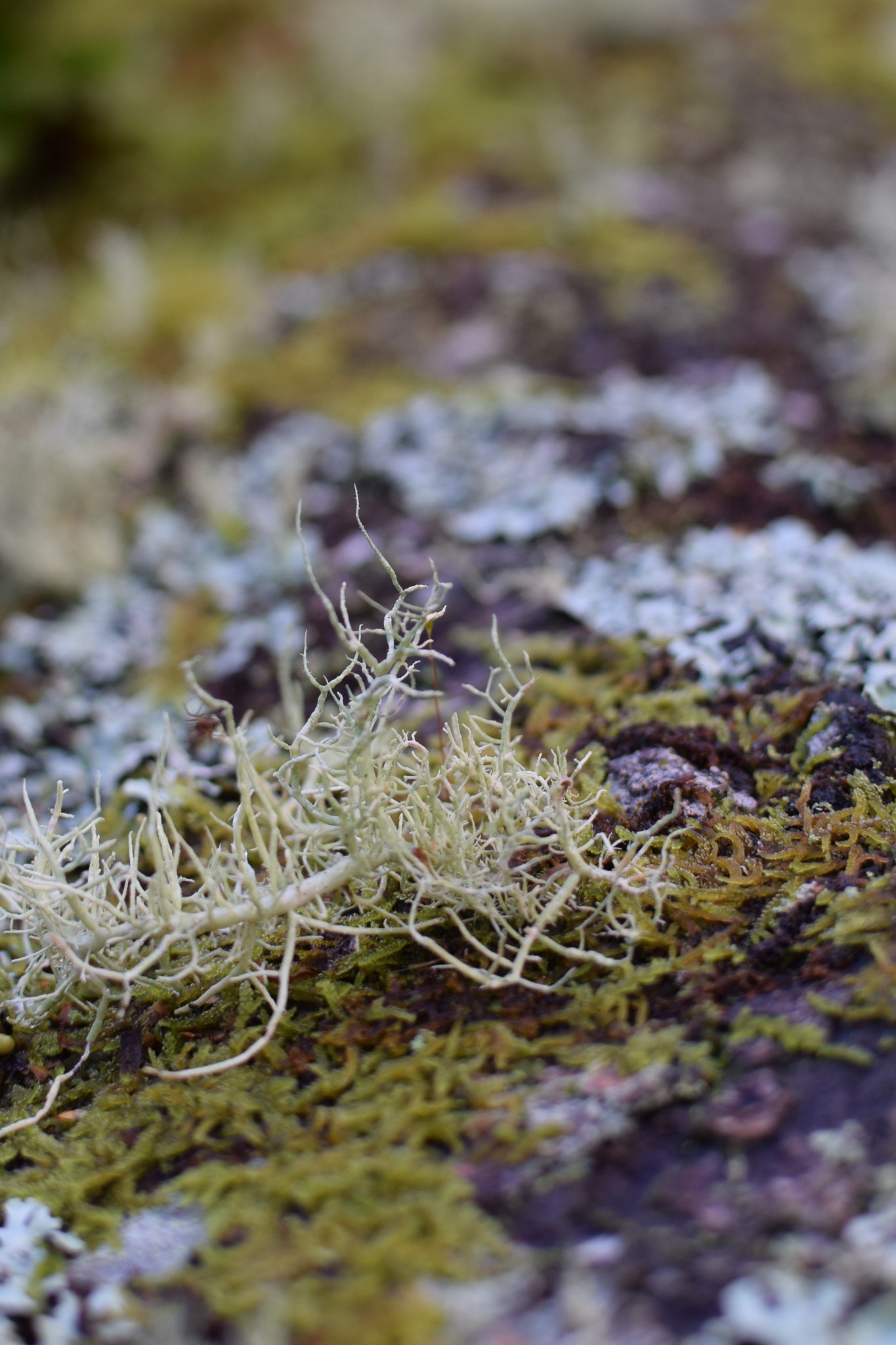 lichen on a log at Coed Felenrhyd, woodlast trust, maentwrog