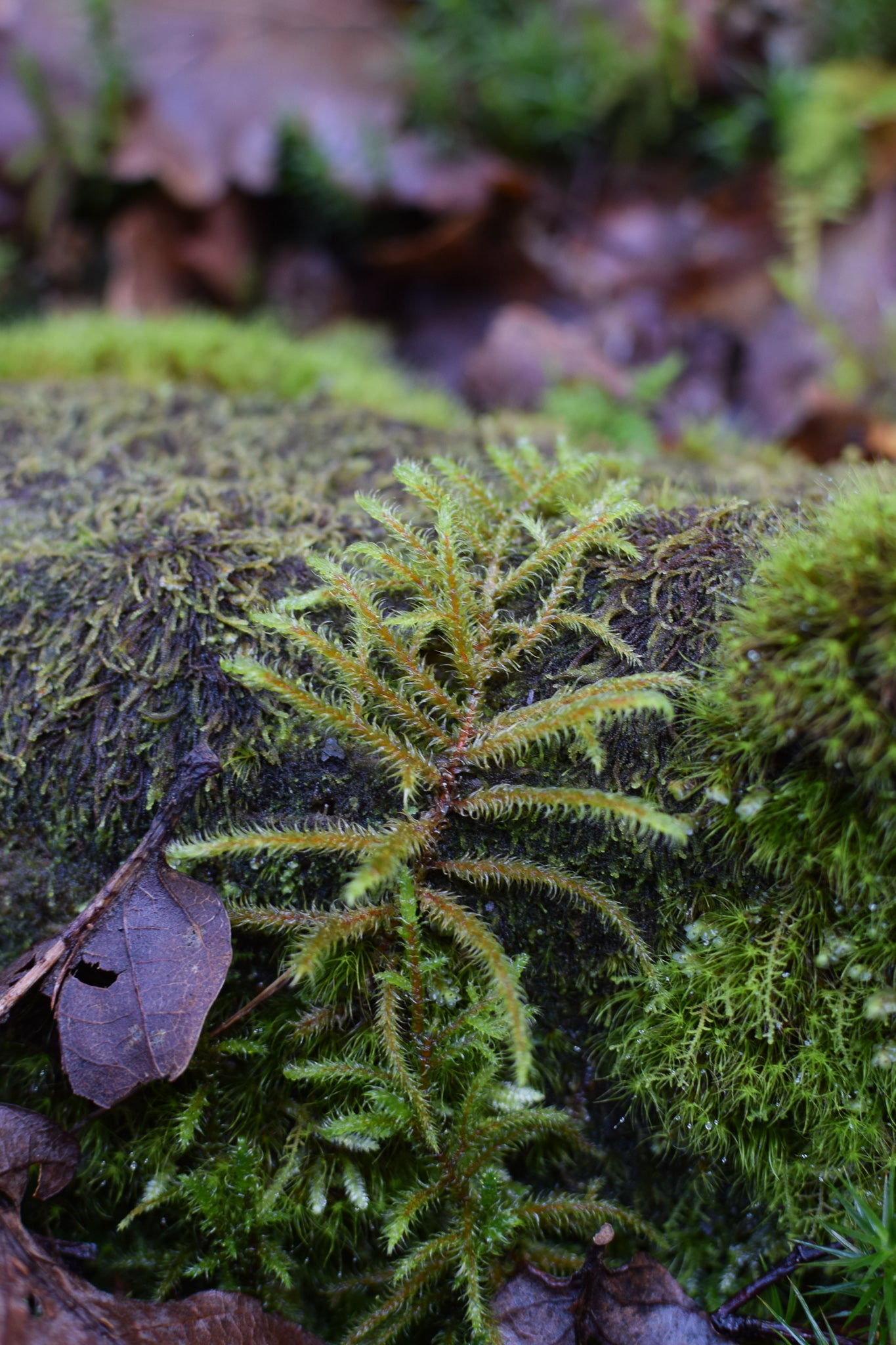 moss on a log at the celtic rainforest