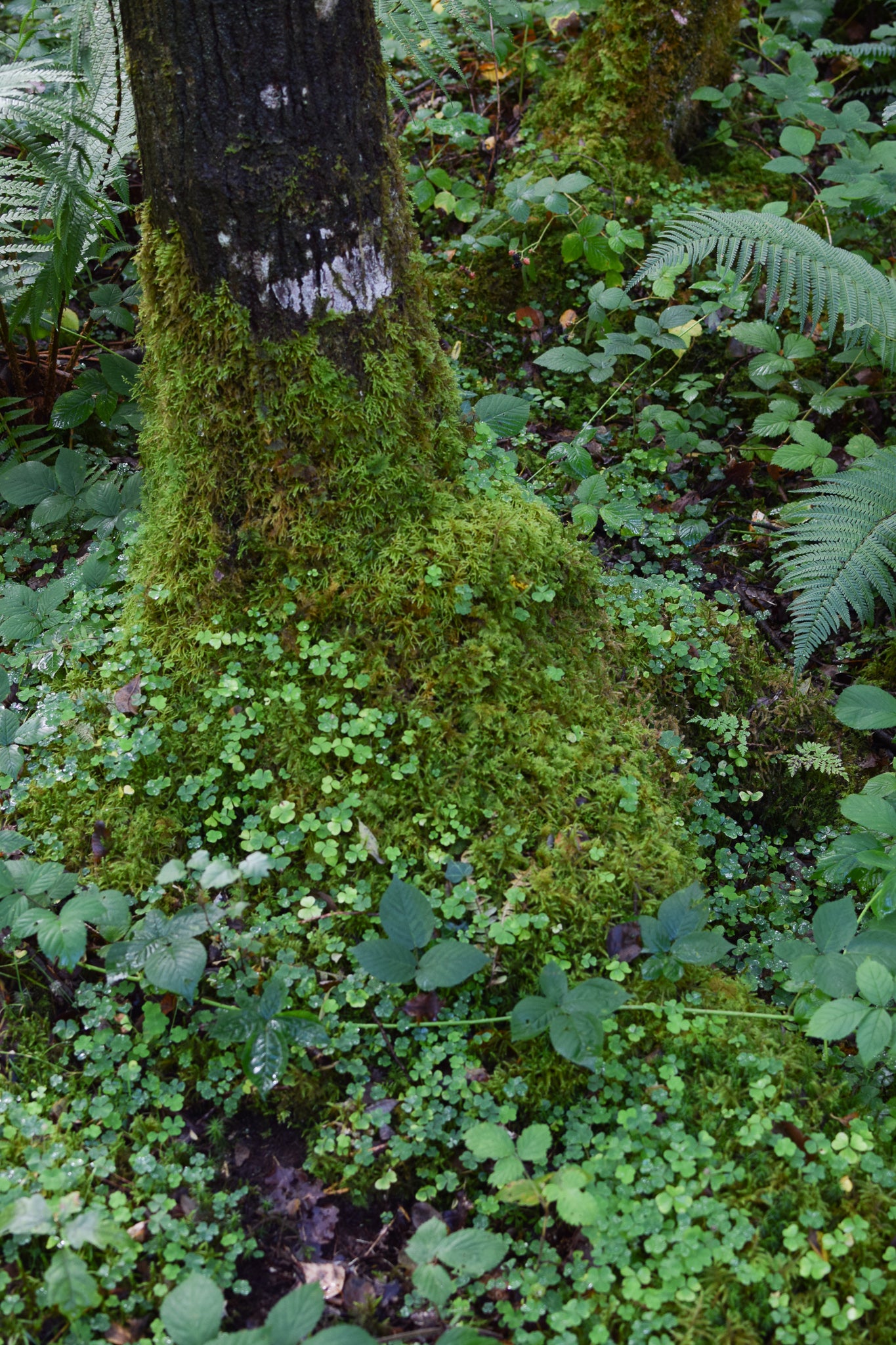 a tee stump covered in thick moss and wood sorrel, coed felenrhyd