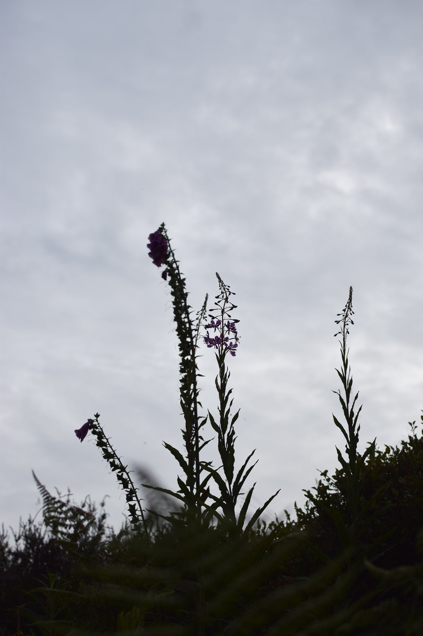 Rosebay Willowherb and Foxglove silhouette