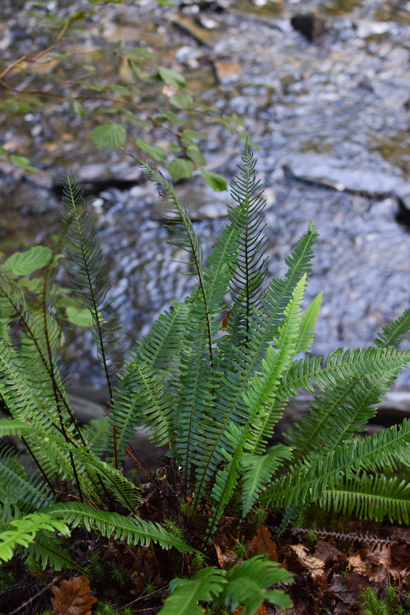 sword ferns by the river at the celtic rainforest