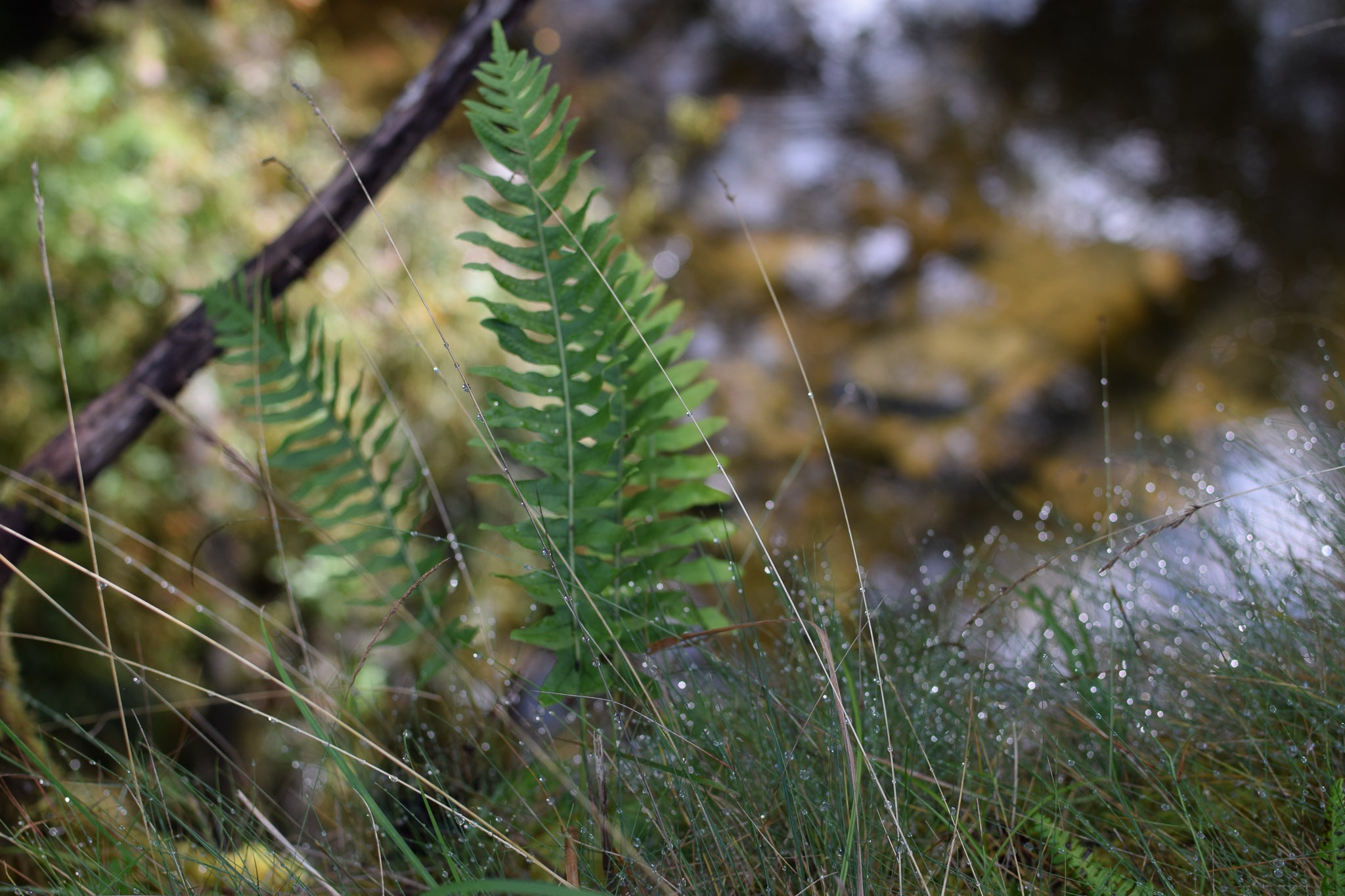 dewy grass and ferns by the river