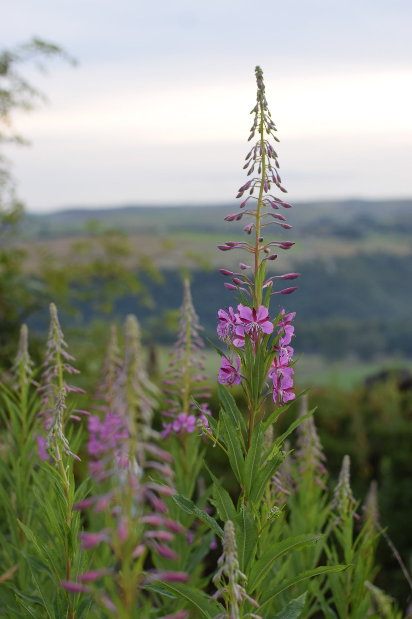 Rosebay Willowherb in Old Town