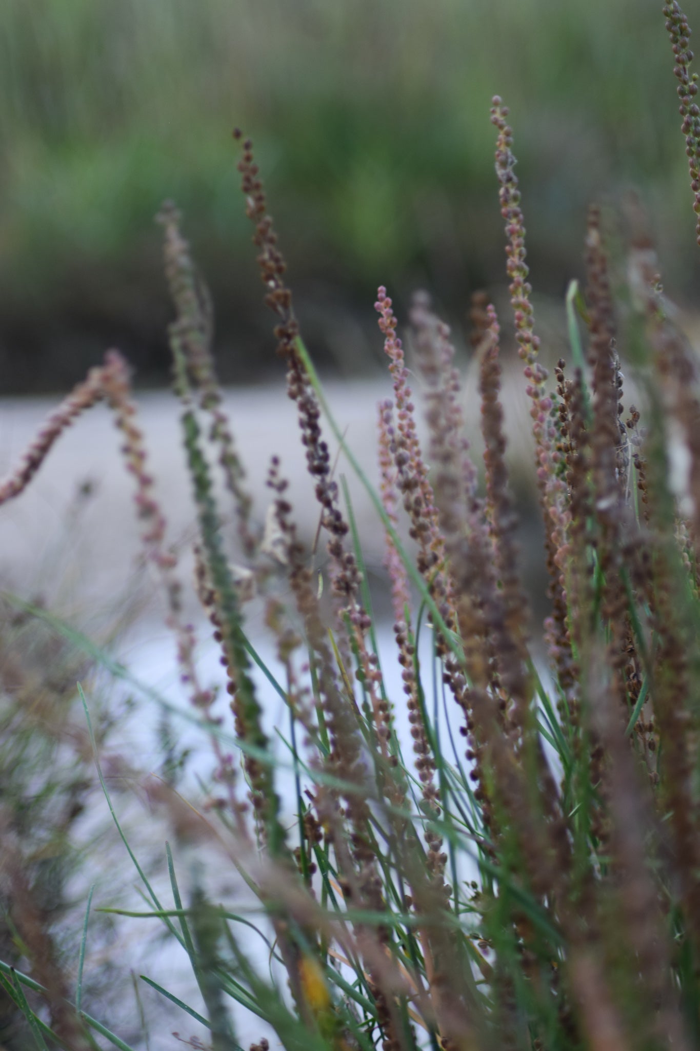 sea arrowgrass