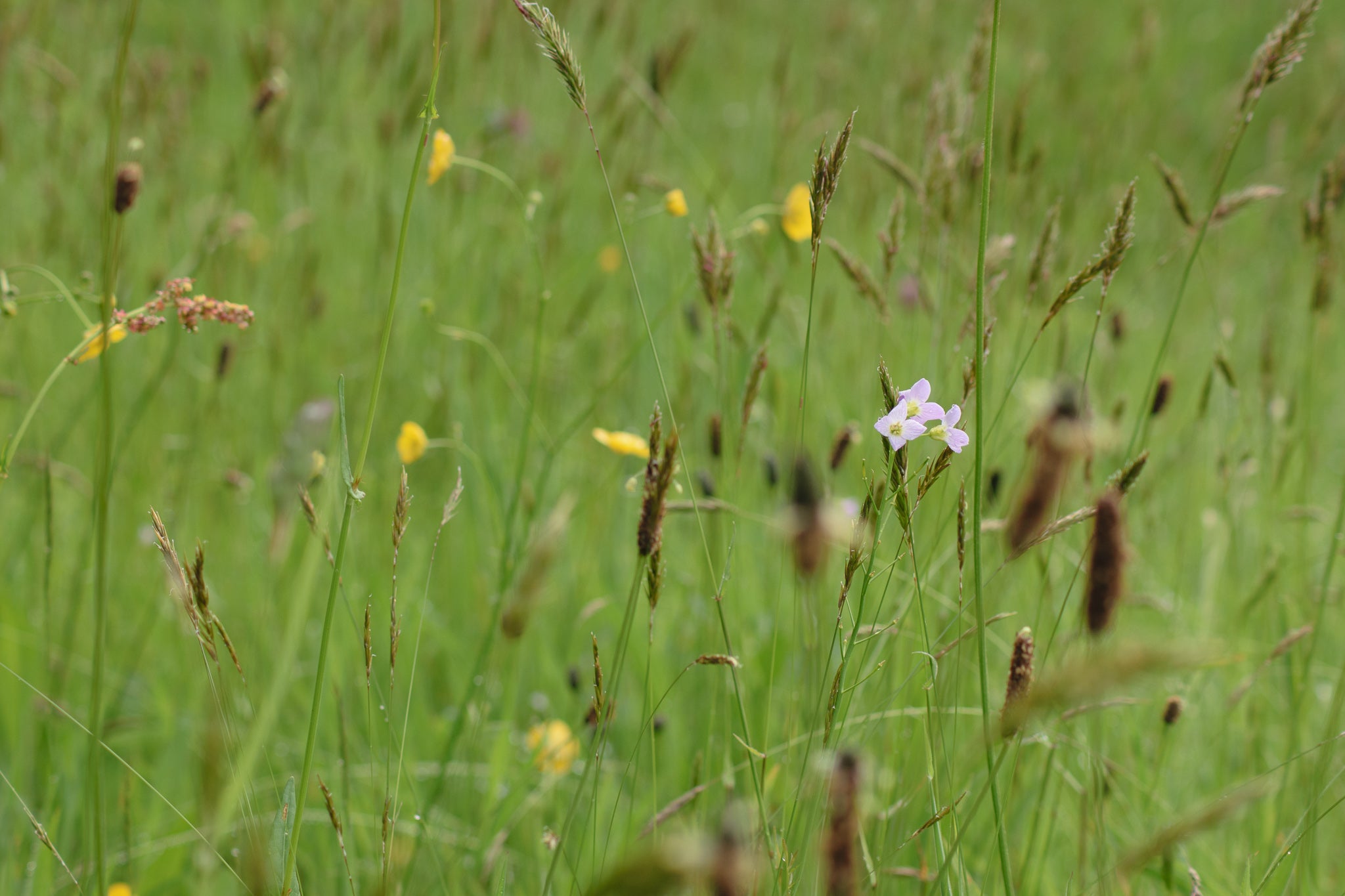 meadow grasses and cuckoo flower
