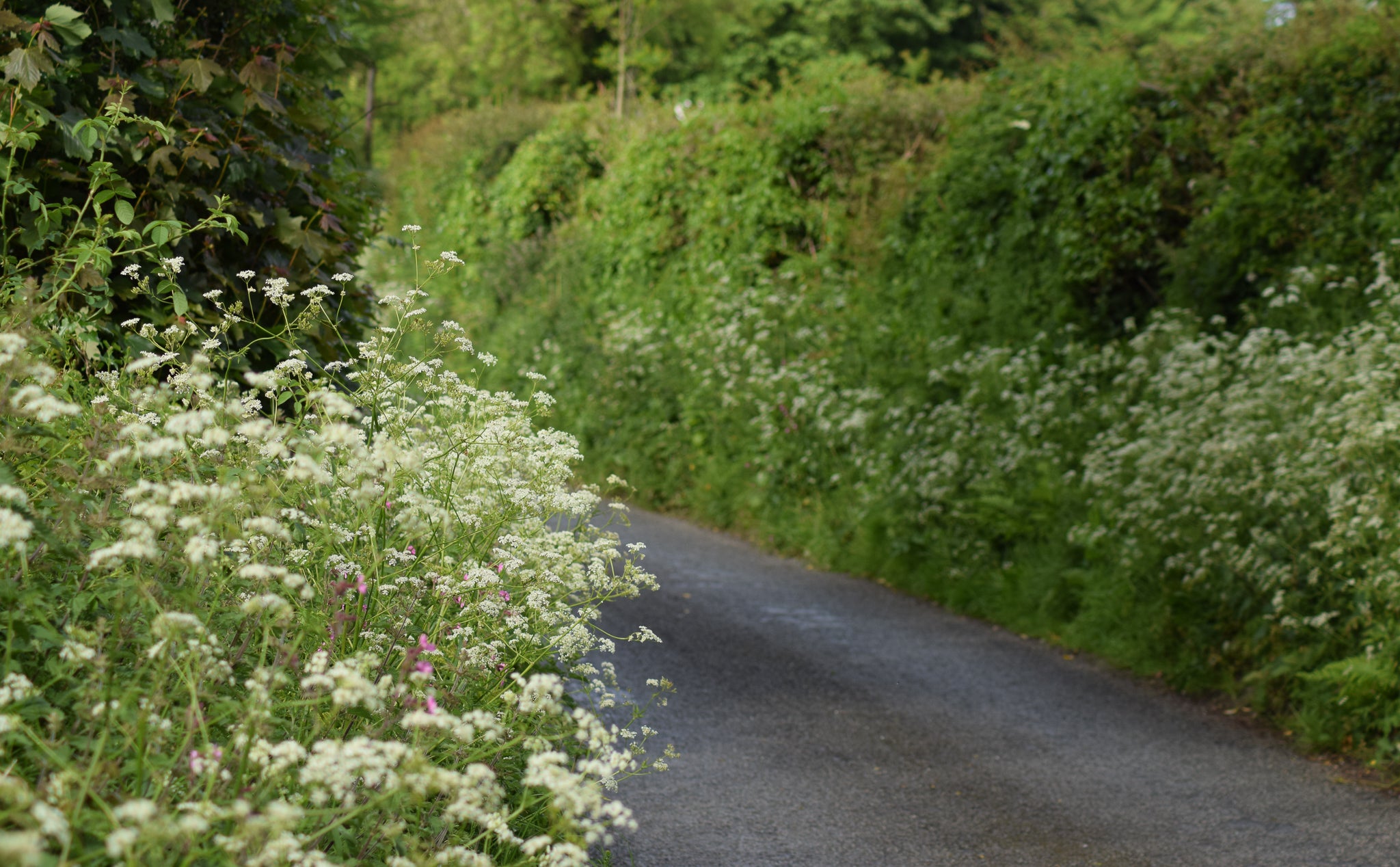 Hedgerow with cow parsley