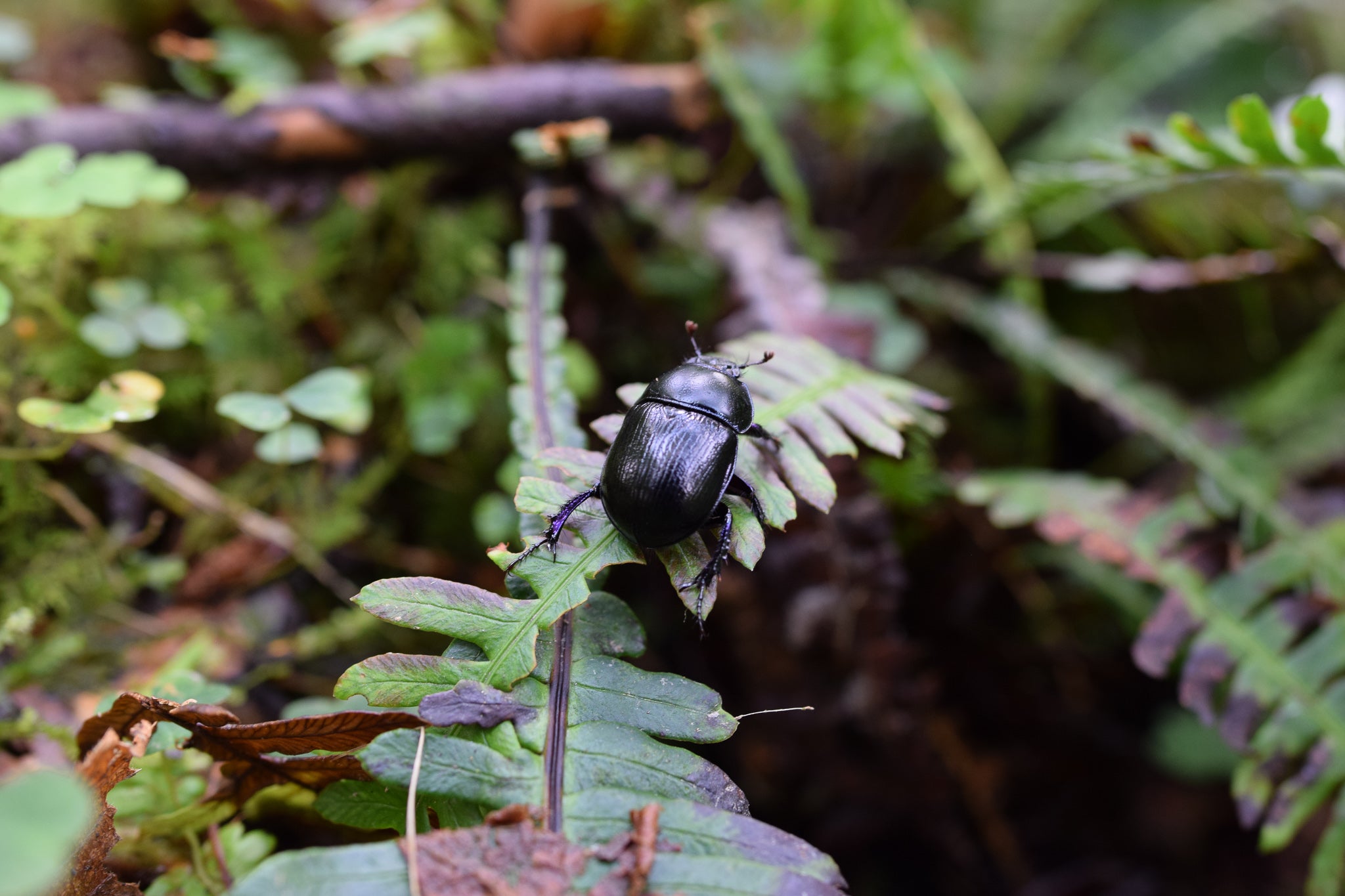 stag beetle on a fern