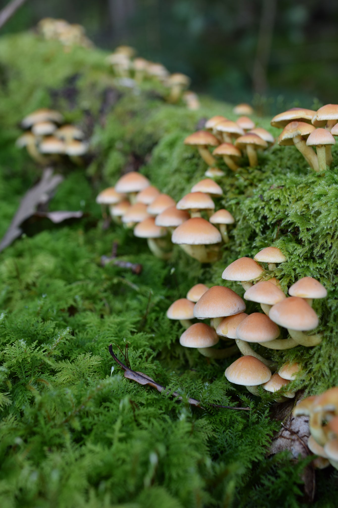 sulphur tufts toadstools growing on a mossy log